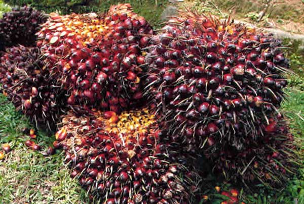 Petani Sawit di Madina Mulai Senyum