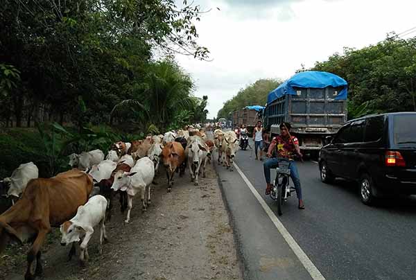 Ratusan Lembu Macetkan Jalinsum 50