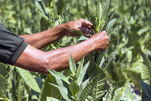 Petani Tembakau Kena Pungli