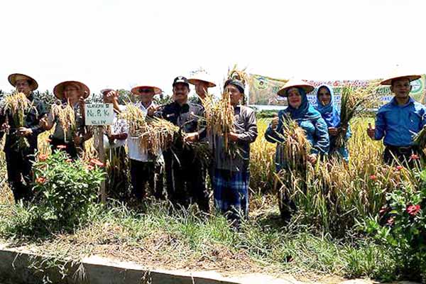 Padi Sawah ala Siswa SMK di Sidempuan Panen Perdana