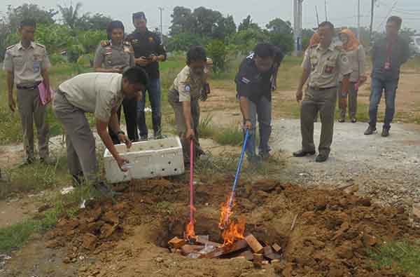 Nasib Malang Ikan Cupang Asal Malaysia