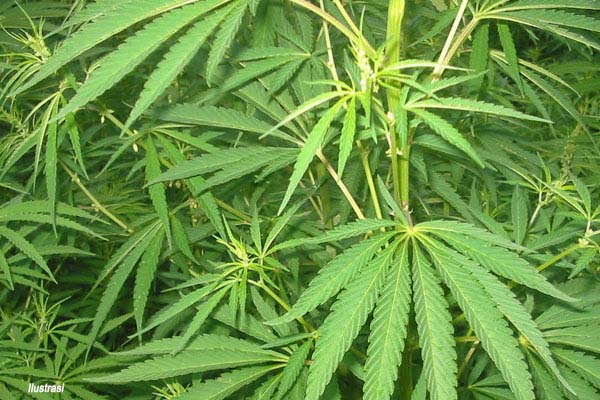 Ada Ganja 2 Hektar di Madina