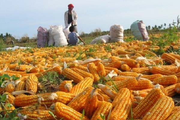 Petani Jagung di Karo Ngadu ke KPPU