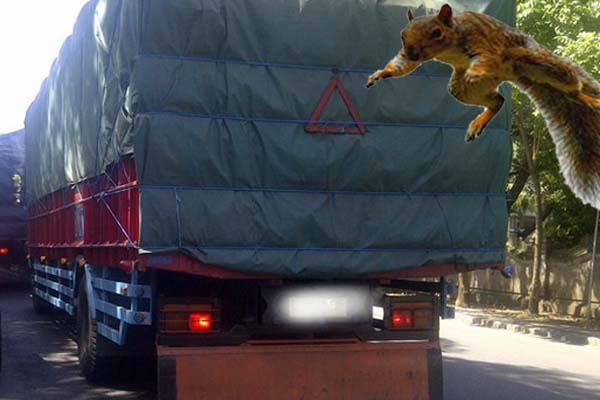 Bajing Loncat di Jalinsum Tertangkap