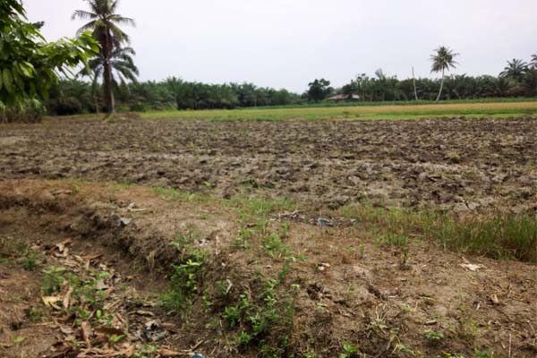 Petani Padi Airputih Terancam Gagal Tanam