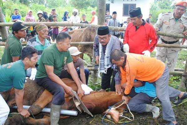 MTA Maknai Ied dengan Sembelih 82 Hewan