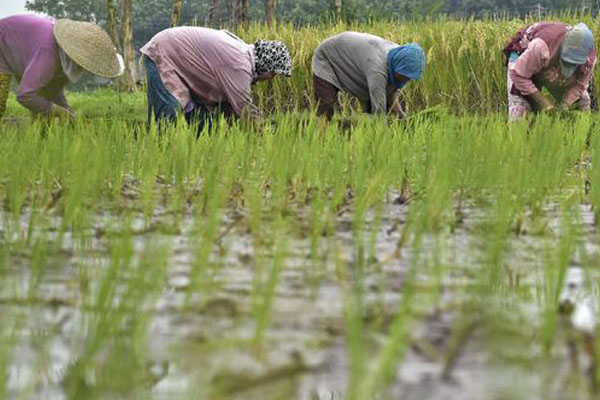 Petani 2 Tapanuli Kenduri dan Potong Sapi