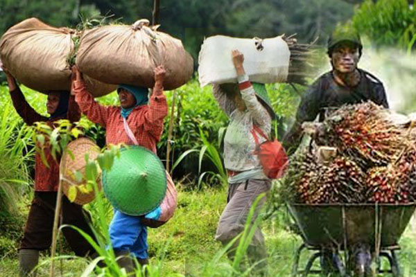 Jumlah Buruh Kebun 3 Juta, Terdaftar BPJS Baru 1 Juta