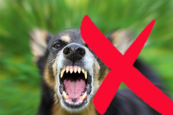 Samosir Targetkan Bebas Rabies