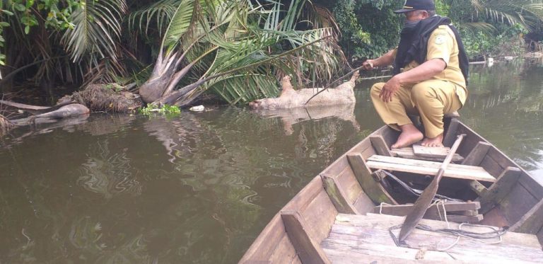 Warga membuang bangkai Babi di sungai Bedera, Marelan. (mimbar/ist)