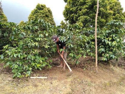 Petani kopi di Kecamatan Ronggur Nihuta mengeluhkan serangan hama yang menurunkan hasil pertanian. (mimbar/robin)