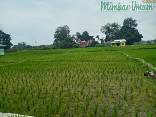 Lahan pertanian padi yang terancam gagal panen akibat musim kering, untuk sementara dibantu Pemkab Samosir menyediakan pompa air. (mimbar/robin)