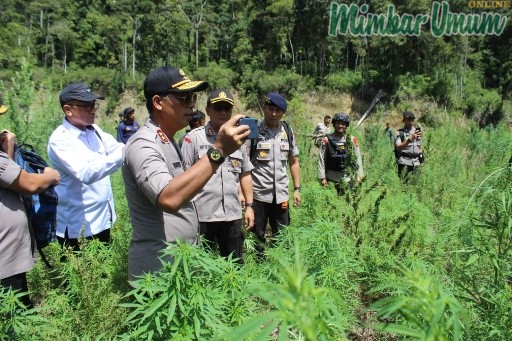 Kapolda Aceh Irjen Pol Wahyu Widada melakukan pemusnahan ladang ganja di pegunungan Desa Agusen. (mimbar/muhammad)