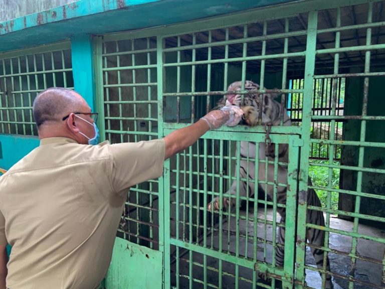 Plt Wali Kota Medan memberikan pakan kepada seekor harimau di Medan Zoo.(mimbar/ist)