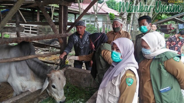 Seketaris Dinas Pertanian Chairunnisa didampingi drh nelliyusanti saat memeriksa hewan kurban. (mimbar/rizal)