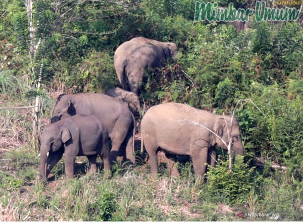 Kawanan gajah liar terjebak di lokasi perkebunan