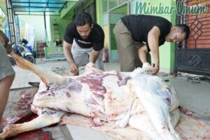 Penyembelihan hewan kurban di Kantor PD Muhammadiyah Kora Medan, Jalan Mandala By Pass, Medan. (ist) 