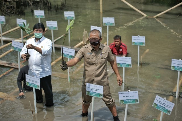 Kadis Pariwisata Kota Medan menanam mangrove di Kelurahan Belawan Sicanang.(mimbar/ist)