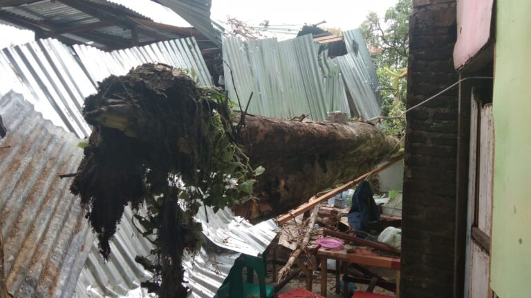 Pohon menimpa warung warga di Jalan Sukamulia, Kelurahan Aur, Kecamatan Medan Maimun. (mimbar/ist)