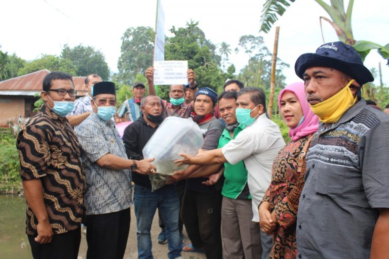 28 Ribu Ekor Bibit Ikan Jurung Ditabur Ke Lubuk Larangan