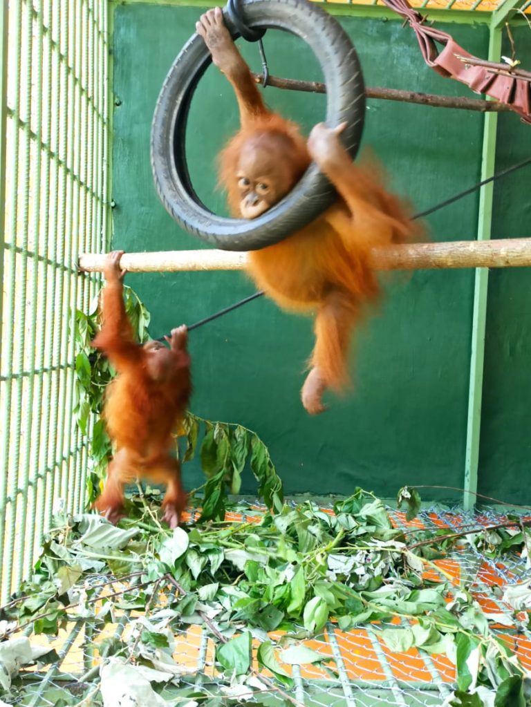 BB KSDA Sumut Kembali Terima Orangutan untuk Dilepasliarkan