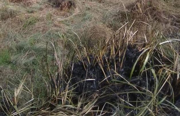 Harga Tak Naik-naik, Petani Serai Wangi Bakar Kebun