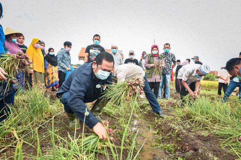 Lahan Sawah Berubah Menjadi Tanam Bawang Merah