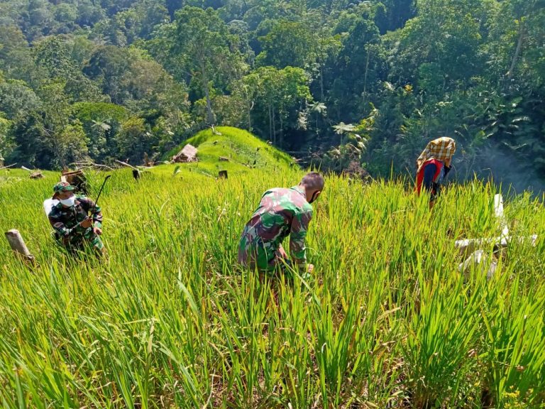 Satgas TMMD Terus Dorong Petani Meningkatkan Ekonomi