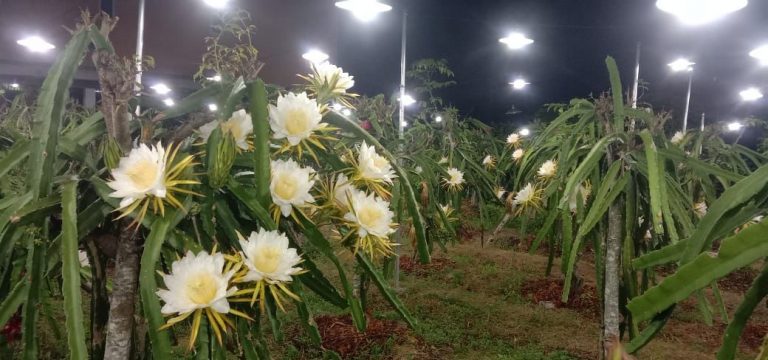 Gunakan Listrik, Hasil Panen Petani Buah Naga Naik 2,5 Kali Lipat