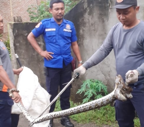 Ular Sanca Hebohkan Warga Tanah Seribu