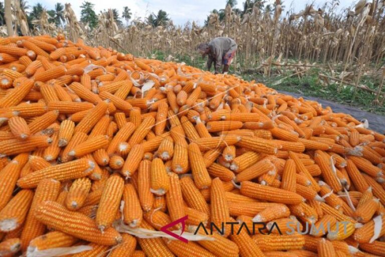 Pemprov Sumut Target Surplus Jagung 108.097 Ton