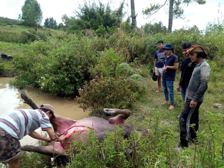 Diduga Diracun, Kerbau Milik Warga di Parhorasan Mati