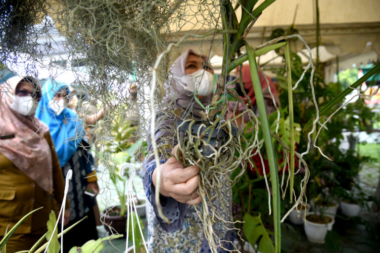 Nawal Dorong Pengembangan Tanaman Hias Sumut hingga Eskpor