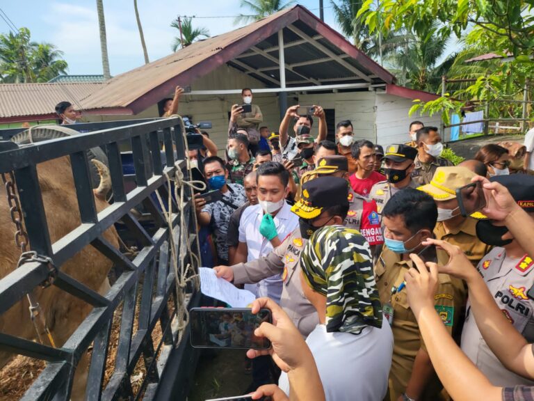 Kapolda Sumut Sidak Peternakan Sapi, Cegah Penyebaran PMK