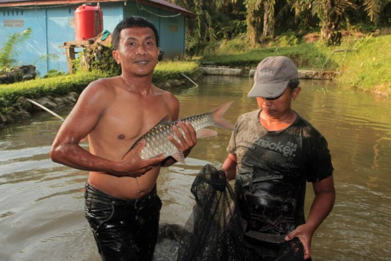 Ikan Jurung Sungai Asahan Berenang Ke Pasar Internasional