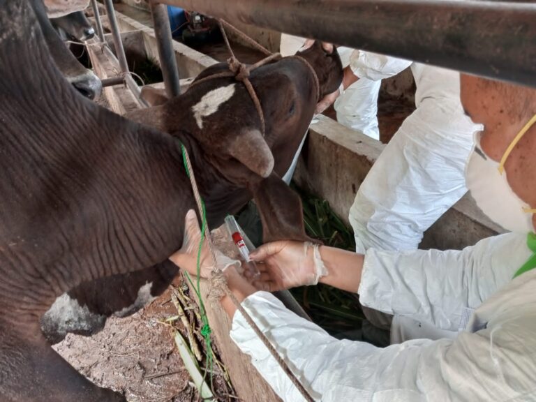 20 Ekor Sapi Diperiksa, Dinas Pertanian Tinggal Nunggu Hasil Lab