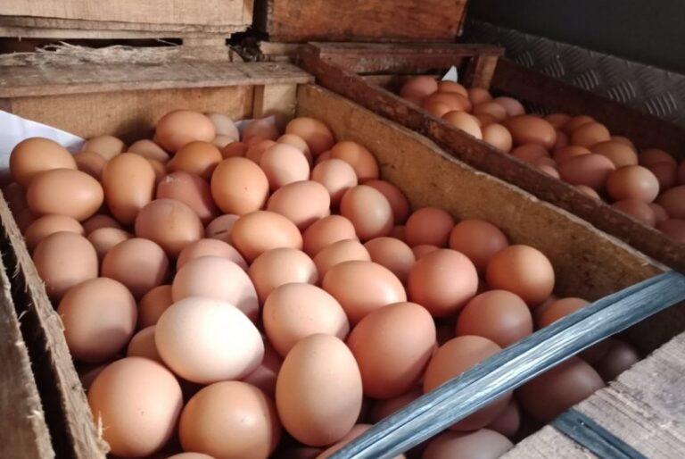 Harga Telur Ayam Kian Mahal, Sentuh 2000 Rupiah Per Butir