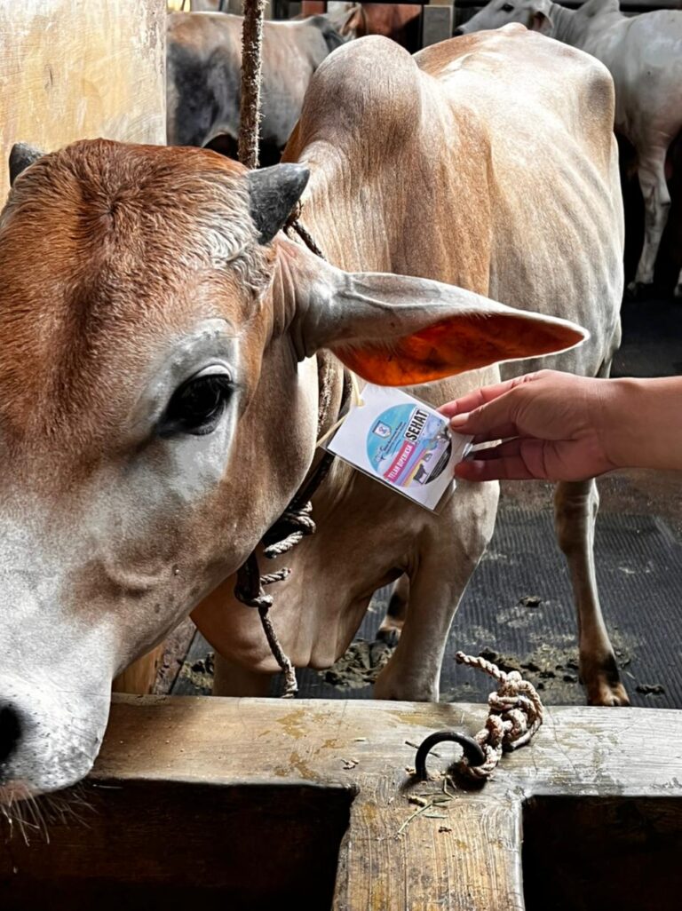 Tanda Sapi Sehat Asal Sergai, Ada Labelnya