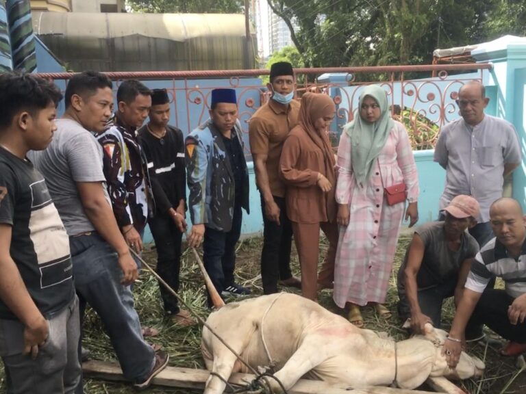 Satgas Inti DPP IPK Laksanakan Penyembelihan Hewan Kurban 2 Lembu