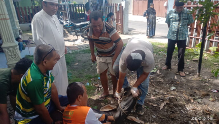 Bakopam Sumut dan FIM Kurban 1 Sapi dan 2 Kambing