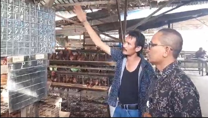 Selidiki Harga Telur Ayam yang Meroket, KPPU Turun ke Kandang