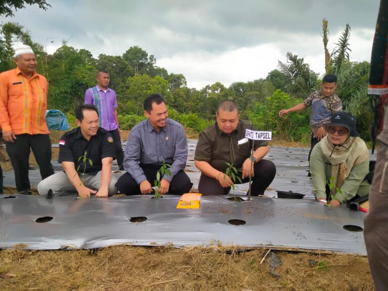 Bupati Tapsel Tanam Perdana. 10.000 Batang Cabai Merah dan 1500 Batang Kopi
