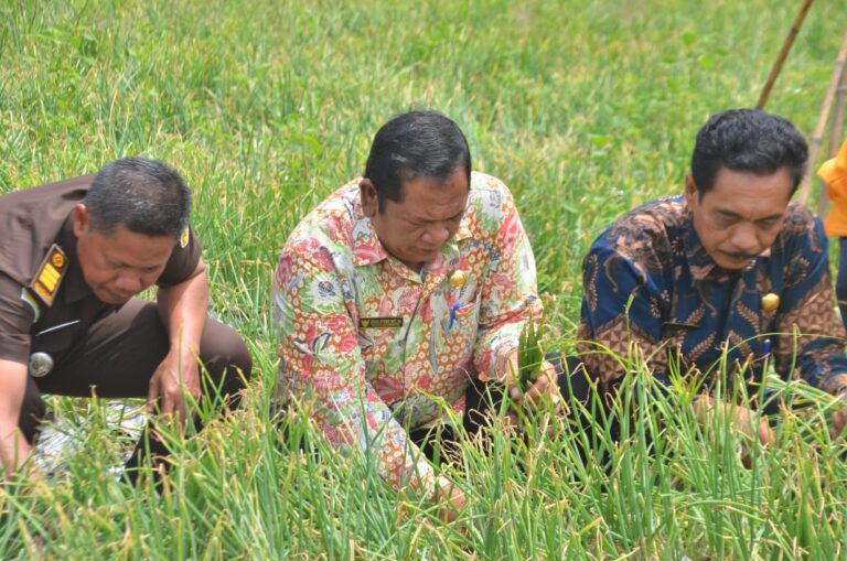 Ini Penjelasan Kadis Pertanian Sidempuan Mengenai Panen Bawang Merah