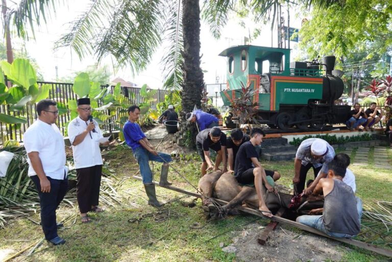 PTPN IV Sembelih 657 Ekor Hewan Qurban untuk Disalurkan ke  Masyarakat