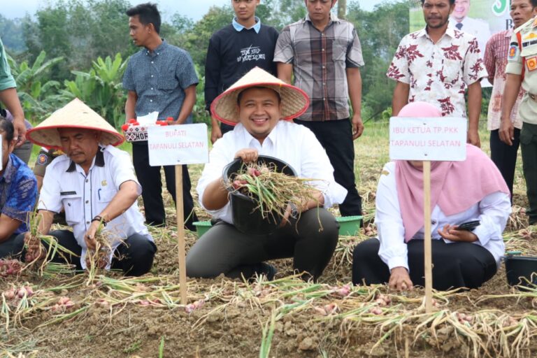 Bupati Tapsel Panen Perdana Bawang Merah Bersama Koptan Tunas Muda Arse