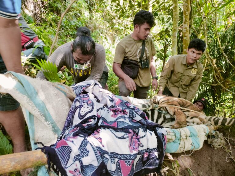 BBKSDA Evakuasi Harimau Yang Terjerat Di Dolok Panribuan Simalungun