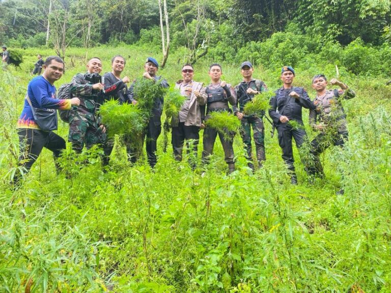 Wahh, Ada 1 Ha Ladang Ganja Tak Bertuan di Tor Sihite!! 