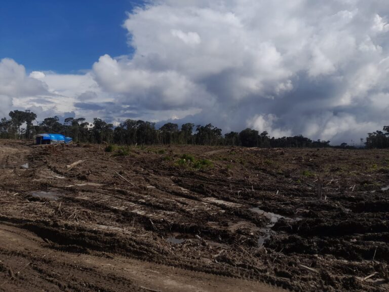 TPL Tbk Panen Raya Eucalyptus, Hutan Gundul Dinilai Penyebab Banjir Bandang di Samosir