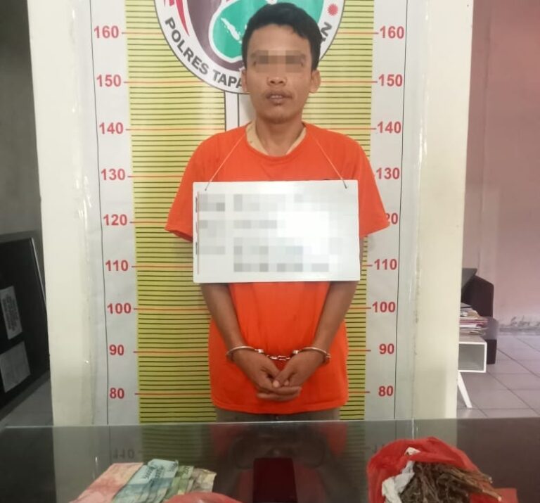 Polres Tapsel Tangkap Pengecer Ganja di Tepi Sawah Bintuju