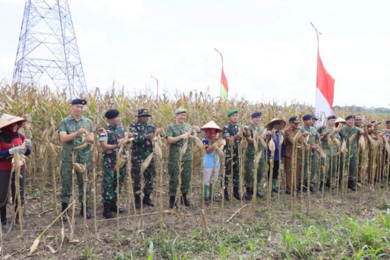 Dukung Program Ketahanan Pangan Nasional, Pemko Binjai Turut Serta Panen Raya Jagung